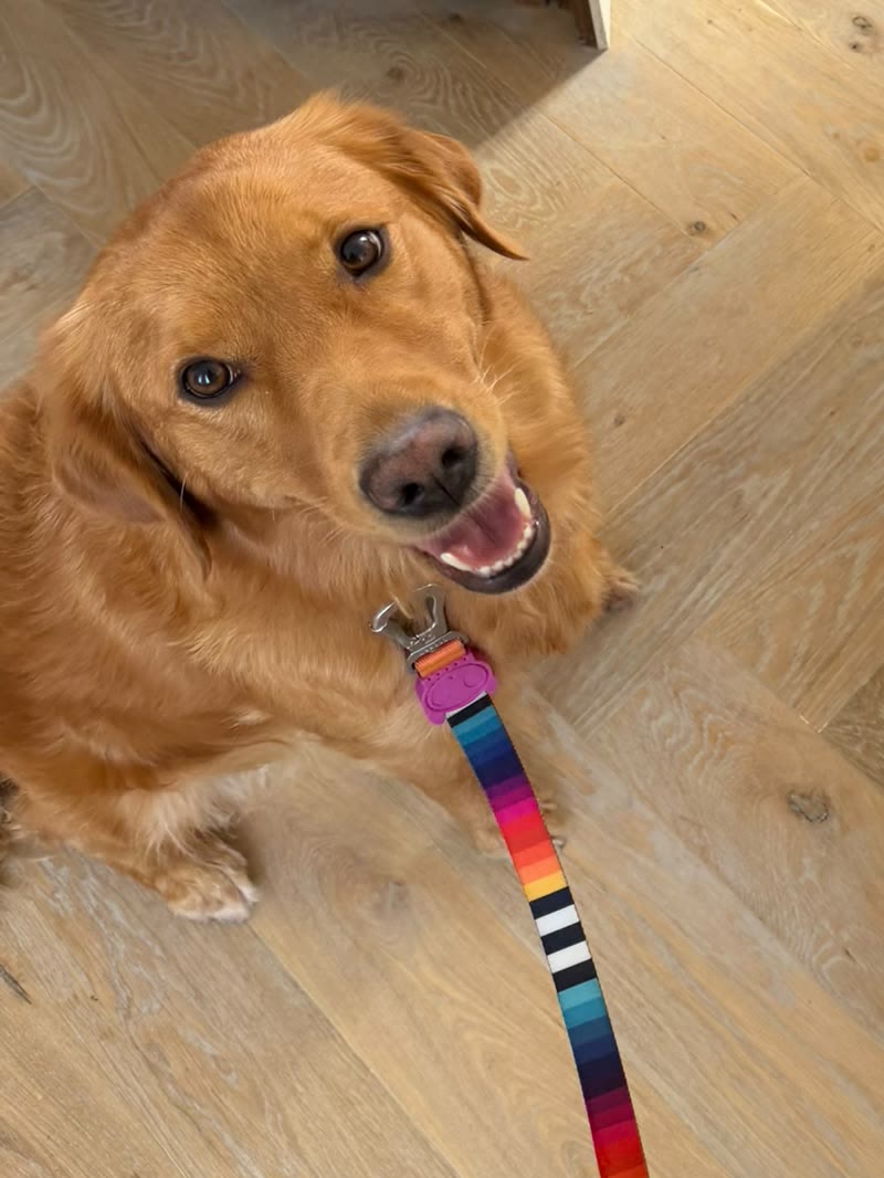 Happy Golden Retriever sitting on a herringbone floor at home, looking up at the trainer