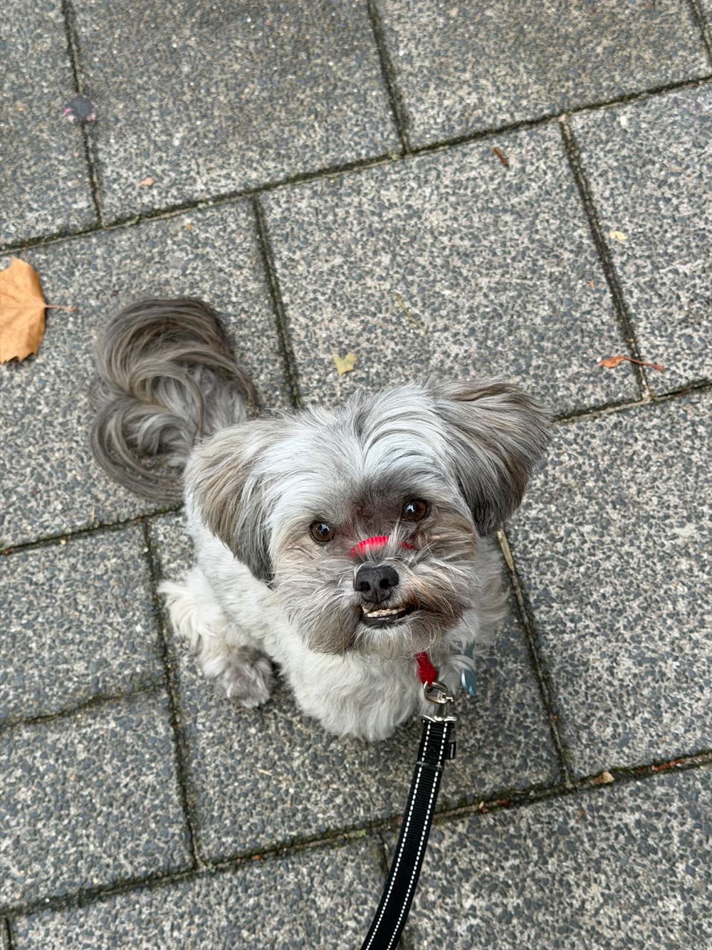 Small grey Shih Tzu mix sitting on the pavement on a loose leash, looking up at the trainer