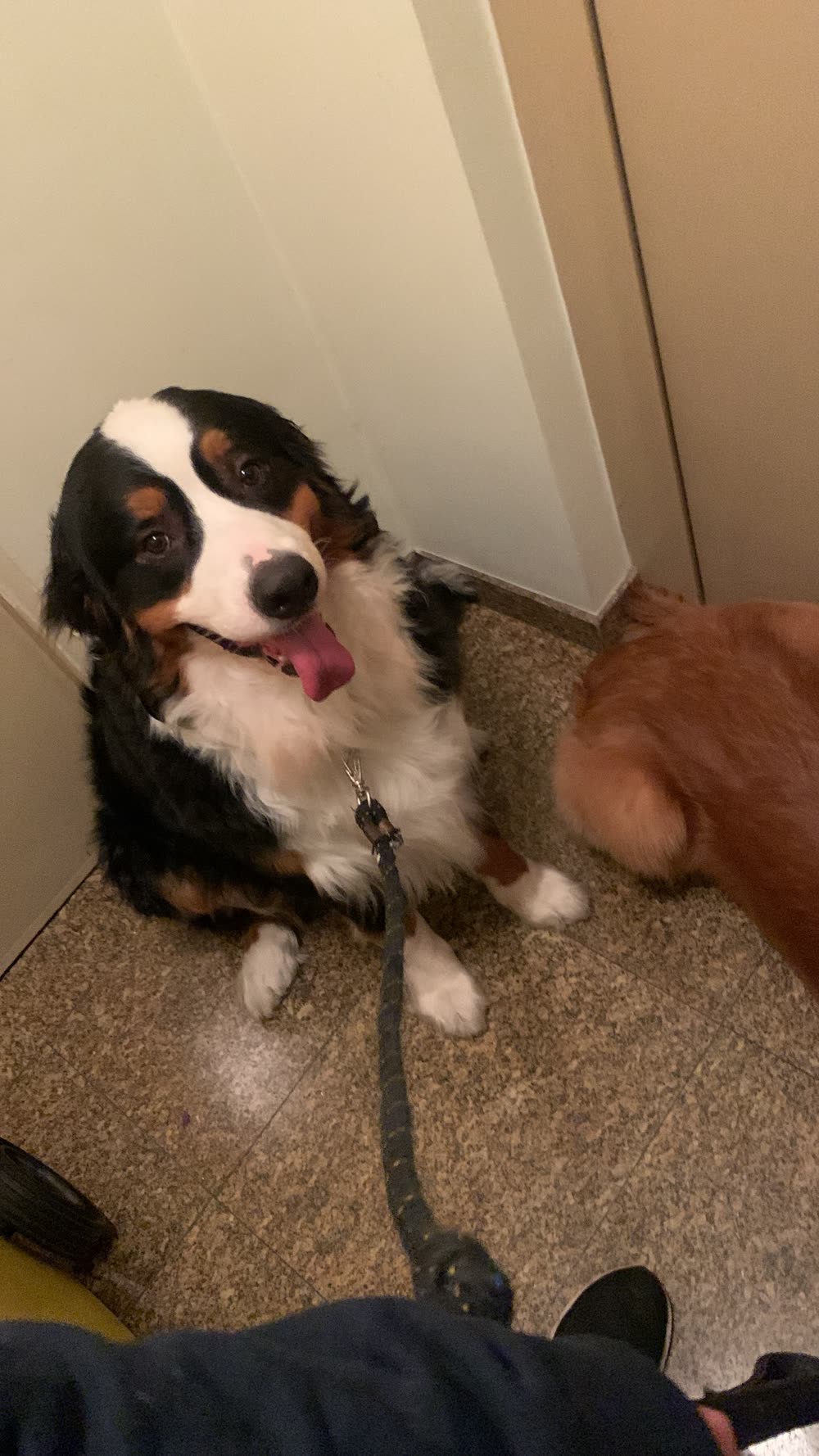 Bernese Mountain Dog sitting on a loose leash and looking up at the trainer