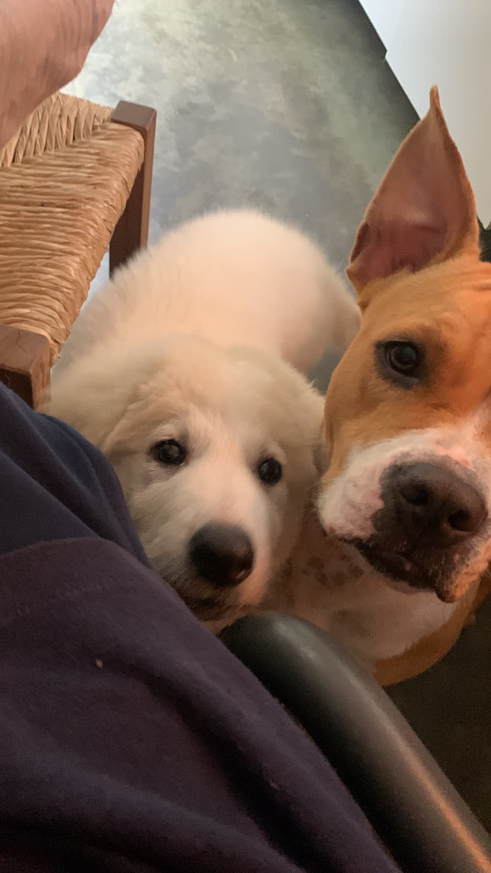 Fluffy white puppy and a young mixed-breed dog looking up at the trainer