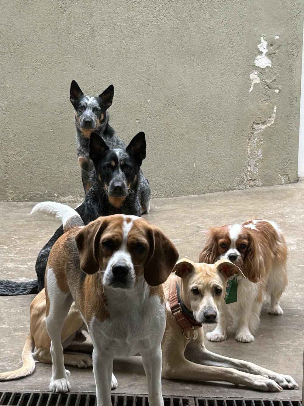 Five dogs, two Australian Cattle Dogs, a Beagle, a mixed breed and a Cavalier King Charles Spaniel, waiting calmly together