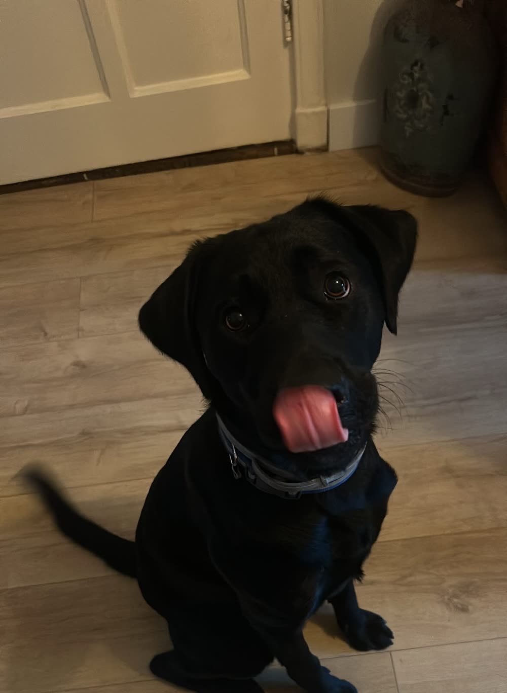 James, a black Labrador puppy, sitting nicely during puppy training at home