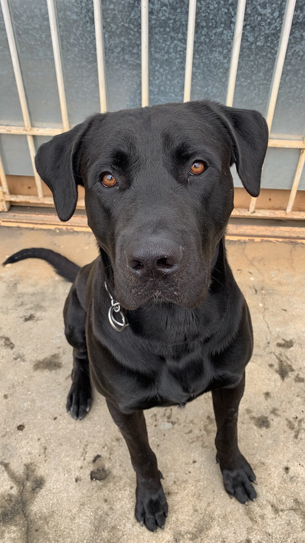 Black Labrador sitting and giving the trainer full attention