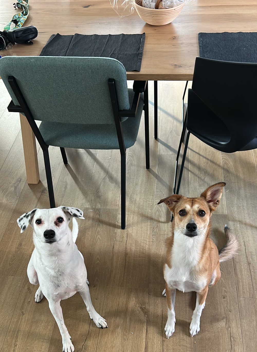 Two rescue dogs, Mali and Bu, sitting side by side in their dining room and waiting for the next cue
