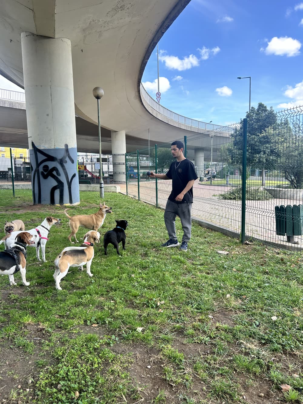 Dog trainer João holding a ball while a group of dogs waits calmly for his cue in a fenced dog park