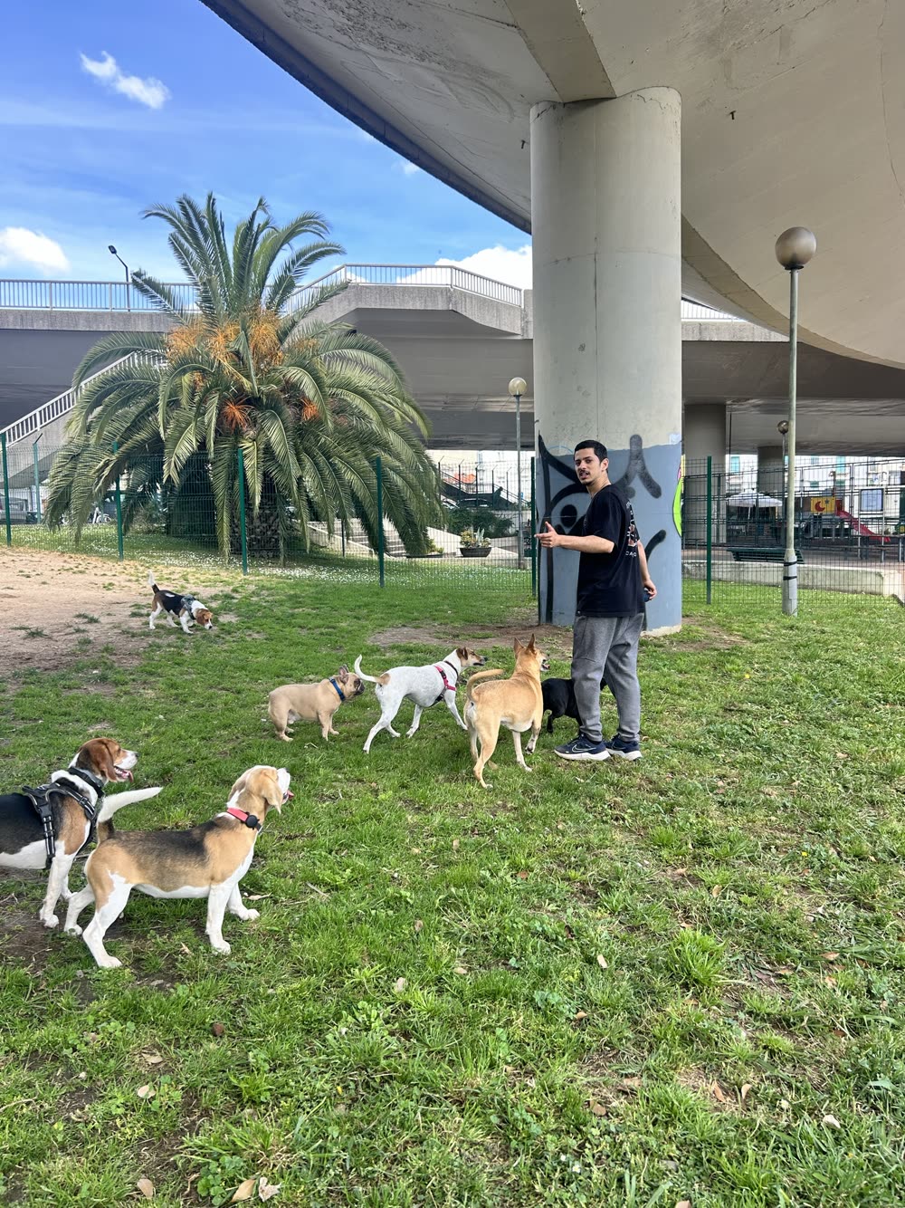 João guiding a group of dogs off leash in a fenced dog park